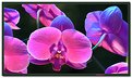 Picture Title - Orchidea II.