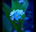 Picture Title - Blue...