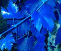 Picture Title - Blue Foliage