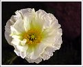 Picture Title - White poppy