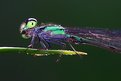 Picture Title - Green dragonfly