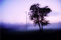 Picture Title - A tree through fog