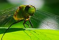 Picture Title - Green dragonfly