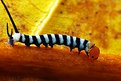 Picture Title - Micro caterpillar