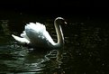 Picture Title - cisne