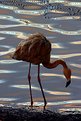 Picture Title - Flamingo