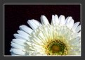 Picture Title - DAISY