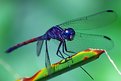 Picture Title - Blue dragonfly