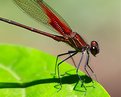 Picture Title - Red damselfly