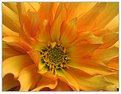 Picture Title - portrait of a dahlia