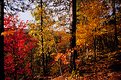 Picture Title - Banning Forest Colors