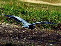 Picture Title - heron on takeoff