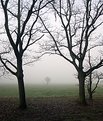 Picture Title - autumn, fog and trees 