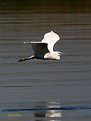 Picture Title - FLYING OVER THE NILE