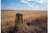 Milestone Camino de Santiago