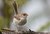 Female Fairy Wren 