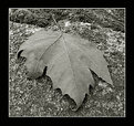 Picture Title - Leaf it ...