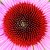 Coneflower