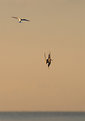 Picture Title - Attacking Tern