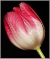 Picture Title - Tulip