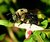 Carpenter Bee II