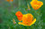 California poppy III