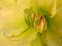 Picture Title - Daylily Big Smile