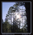 Picture Title - Almost Sundown in the Pines