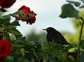 Picture Title - admiring the roses