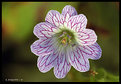 Picture Title - Sunset Geranium