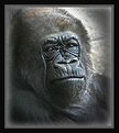 Picture Title - Grandma Gorilla