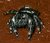 Jumping Spider "Blackie"