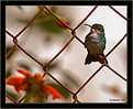 Picture Title - Caged