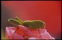 Picture Title - Grasshopper