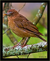 Picture Title - Little Brown Bird