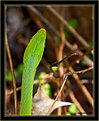 Picture Title - Green Snake