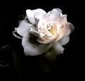 Picture Title - Lady Gardenia