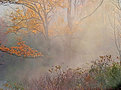 Picture Title - Misty Trees