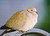 Eurasian Collared Dove