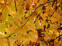 Picture Title - Leaves for a computer desktop