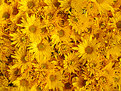 Picture Title - Yellow desktop