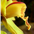 Picture Title - A side of orchid