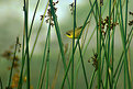 Picture Title - Warbler in the Reeds