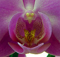 Picture Title - Cuore di Phalenopsis