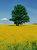 Tree in Rape Field