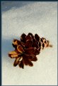 Picture Title - Pinecone