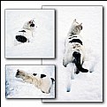 Picture Title - Snowy Cat..