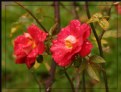 Picture Title - Wild Roses