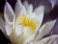 Picture Title - Impressions-Waterlily