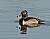 Ring- Necked Duck